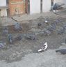 The birds in Tsimalakha