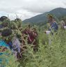 Chha/Bro performers reached in the middle of chrysanthemum plants