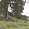 Ladies carrying baskets near by tree after ending of first day Chha festival