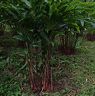 Green cardamom plant after collecting the seed