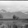 Flooded meadow on Lhasa's Lingkor pilgrimage route. Copyright Pitt Rivers Museum, University of Oxford 1998.286.239