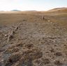 The portion of the two rows of upright stones with the tallest specimen among them. The road at the top of the image was the recipient of stones recently pilfered from the archaeological site.