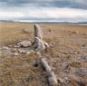 The tallest standing stone and some of its companions.