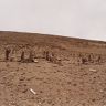 The array of pillars appended to an edifice (Site 1) from the east. Note the traces of the slab wall running in front of the pillars.