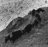 Yak train on the route from Namche Bazaar on to Tynbocche gompa and Everest