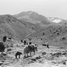 YAKS AND THEIR YOUNG, INNER DOLPO