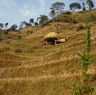 Buffalo stall and straw stack in the maize fields belonging to House31