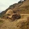 Buffalo stall and straw stack in the maize fields belonging to House31