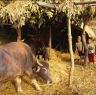 Krishna, Om and friends standing beside the buffalo stall, with two buffaloes