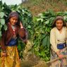 Indrakumari and Miladebi carrying bundles of fodder