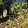 Goats awaiting slaughter 'pae lava'