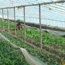 Vegetable farmer from Sichuan weeding his vegetables in a greenhouse in Gzhis ka rtse, January 29, 2001.