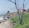 Tea plants in foreground, tea factory in background