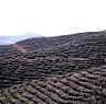 Tea gardens seen en route from Terai to Ilam Bazaar