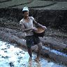 A Limbu sows paddy in a flooded seed bed