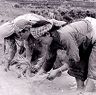 Paddy planting-women transplant seedlings