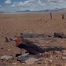 The site’s still standing and uprooted pillars.