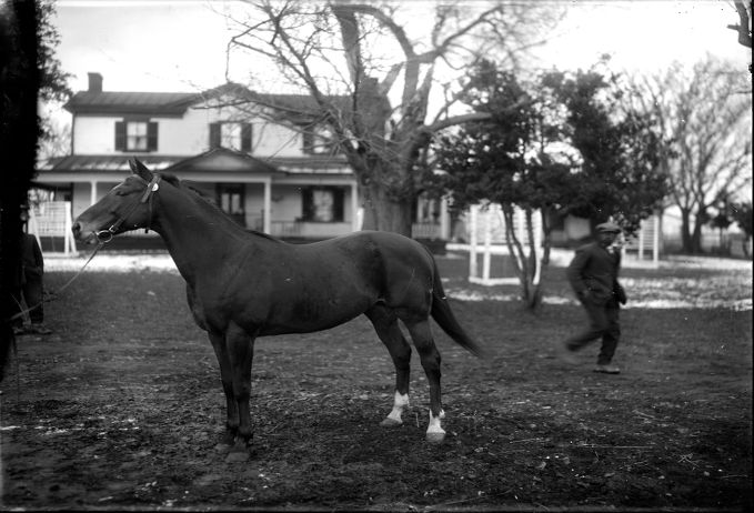 Horse (With House)