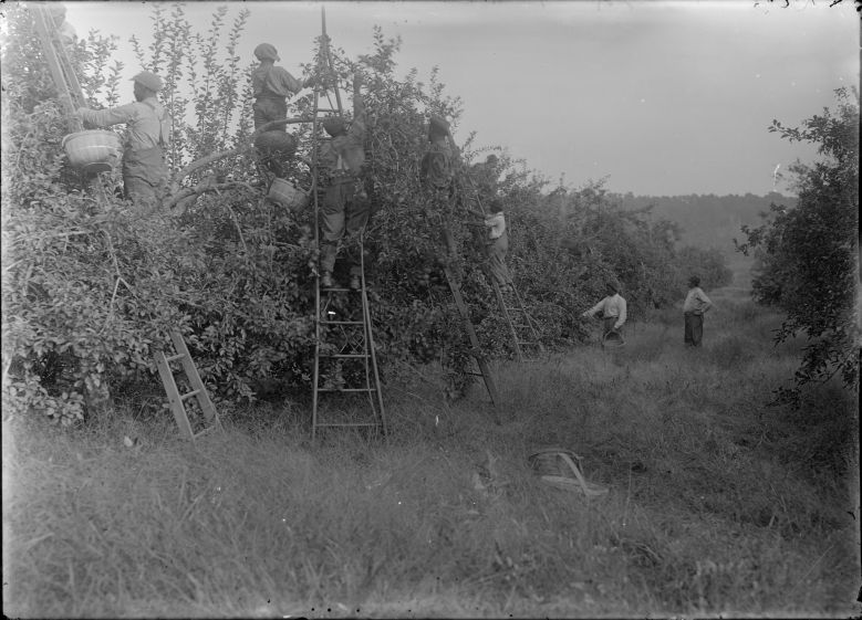 Covesville Orchard