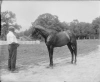 Mr. Randolf Ortman (Horses)