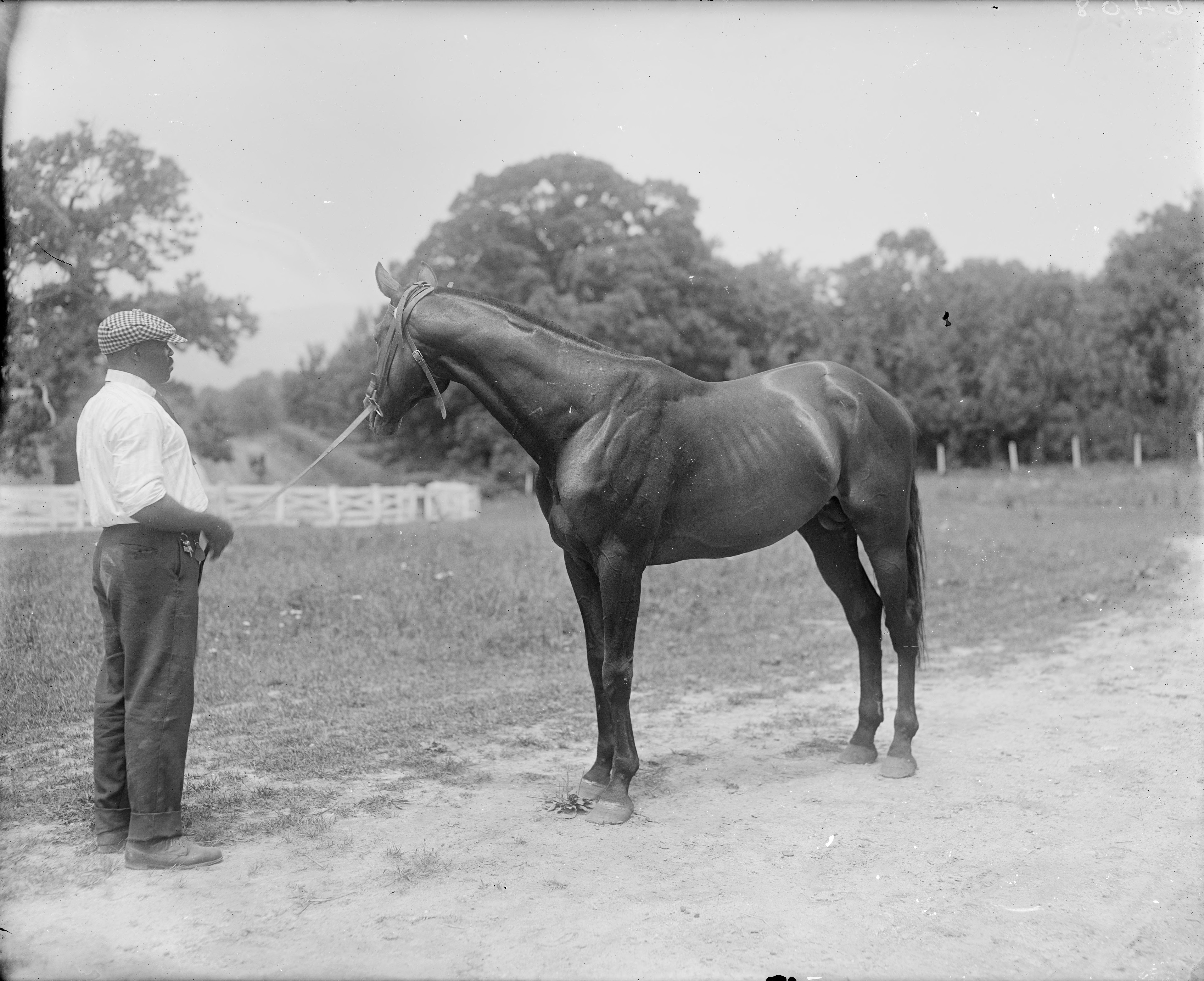 Mr. Randolf Ortman (Horses)