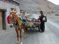 A Tibetan woman standing on the road beside her horse-drawn cart.