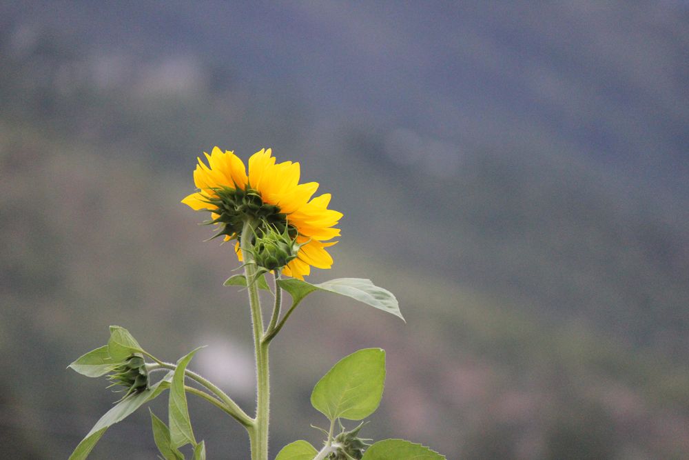 Beautiful sun flower blooming at the RICB colony in Thimphu