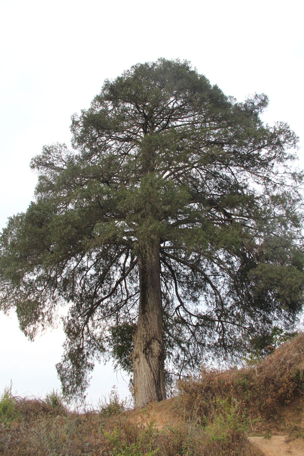 A sacred cypress tree at Bay Langdra in Wangdiphodrang. Mandala