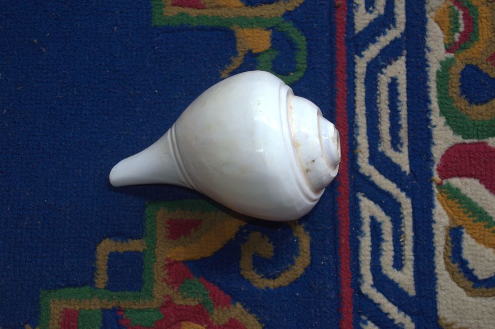 Shells – Buddha Fight Wear
