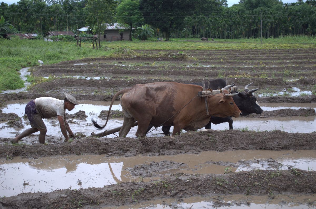 Man ploughing his field with a pair of oxen | Mandala Collections - Images