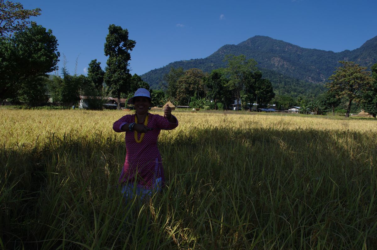 Woman in the paddy field mandala collections images