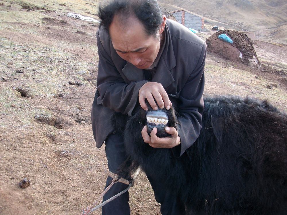 Five years old yak called so drug in Tibetan. Mandala Collections